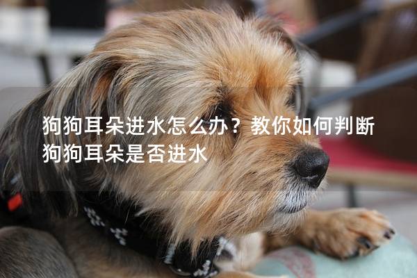 狗狗耳朵進水怎么辦？教你如何判斷狗狗耳朵是否進水