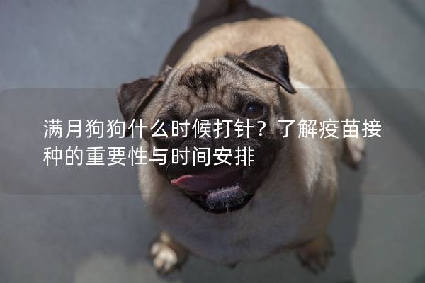 滿月狗狗什么時候打針？了解疫苗接種的重要性與時間安排