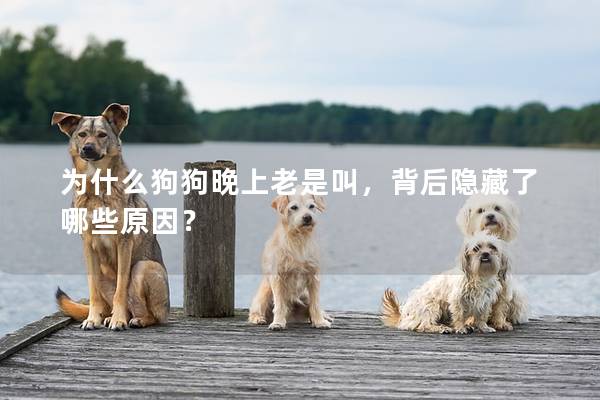 為什么狗狗晚上老是叫，背后隱藏了哪些原因？