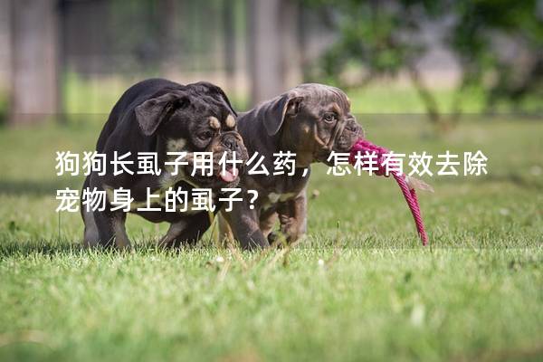 狗狗長虱子用什么藥，怎樣有效去除寵物身上的虱子？