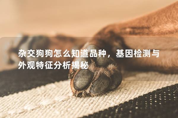 雜交狗狗怎么知道品種，基因檢測與外觀特征分析揭秘