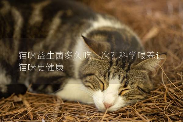 貓咪益生菌多久吃一次？科學(xué)喂養(yǎng)讓貓咪更健康