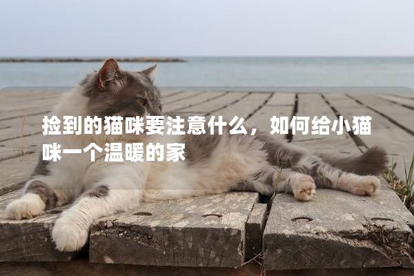 撿到的貓咪要注意什么，如何給小貓咪一個溫暖的家