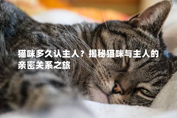貓咪多久認主人？揭秘貓咪與主人的親密關系之旅