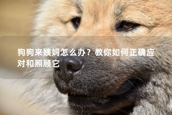 狗狗來姨媽怎么辦？教你如何正確應對和照顧它