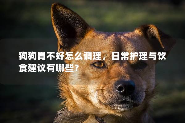 狗狗胃不好怎么調理，日常護理與飲食建議有哪些？