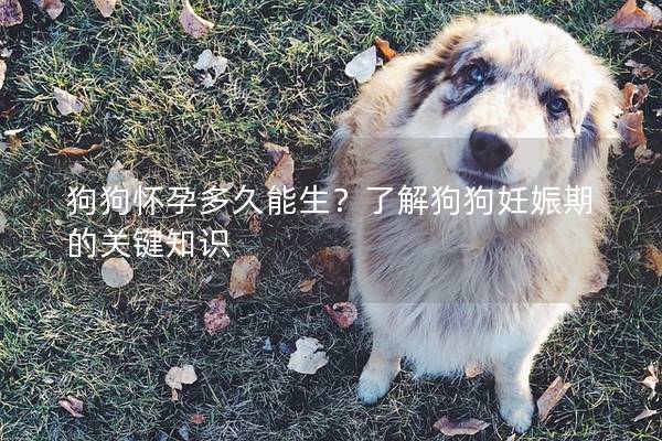 狗狗懷孕多久能生？了解狗狗妊娠期的關鍵知識