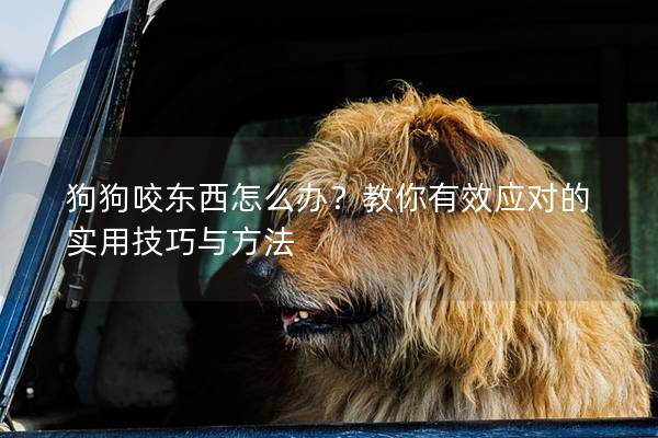 狗狗咬東西怎么辦？教你有效應(yīng)對的實用技巧與方法