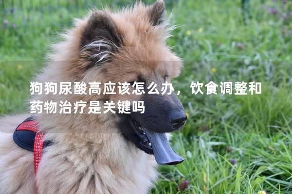 狗狗尿酸高應該怎么辦，飲食調整和藥物治療是關鍵嗎