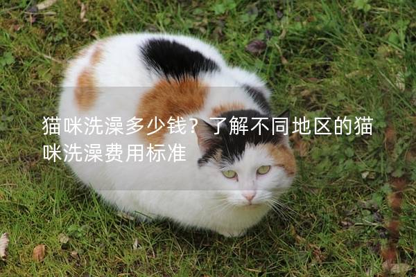 貓咪洗澡多少錢？了解不同地區的貓咪洗澡費用標準