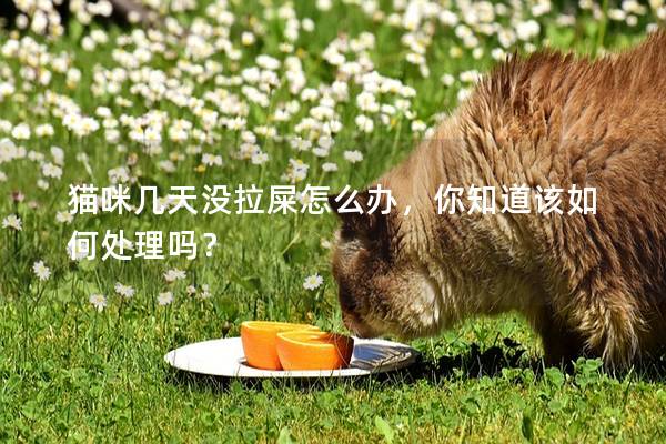 貓咪幾天沒拉屎怎么辦，你知道該如何處理嗎？