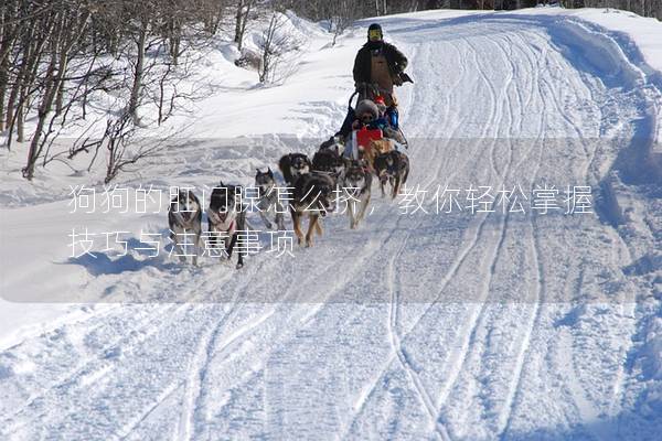 狗狗的肛門腺怎么擠，教你輕松掌握技巧與注意事項