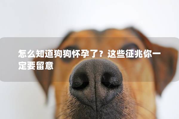 怎么知道狗狗懷孕了?這些征兆你一定要留意 怎么知道狗狗懷孕了?這些征兆你一定要留意