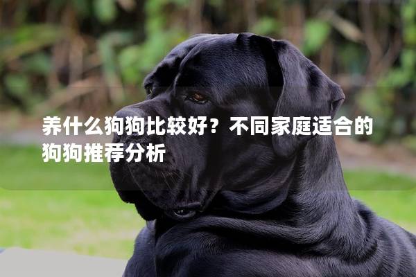 養什么狗狗比較好？不同家庭適合的狗狗推薦分析