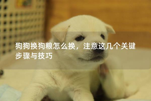 狗狗換狗糧怎么換，注意這幾個關鍵步驟與技巧