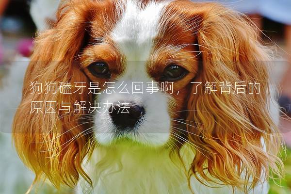 狗狗磕牙是怎么回事啊，了解背后的原因與解決辦法