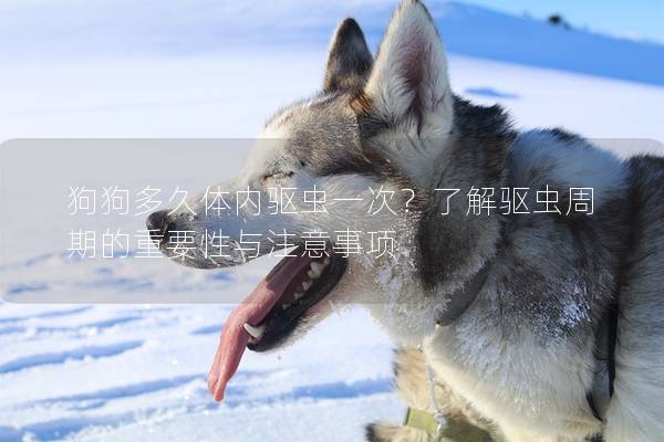 狗狗多久體內(nèi)驅(qū)蟲(chóng)一次？了解驅(qū)蟲(chóng)周期的重要性與注意事項(xiàng)