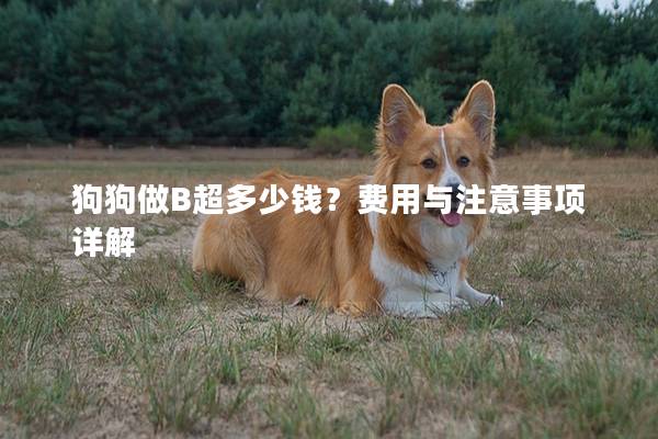 狗狗做B超多少錢？費用與注意事項詳解