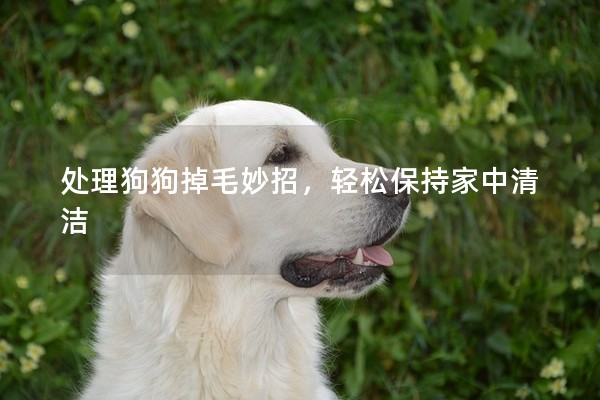 處理狗狗掉毛妙招，輕松保持家中清潔