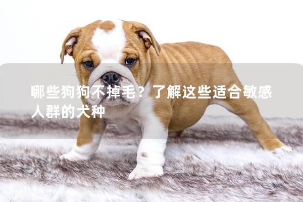 哪些狗狗不掉毛？了解這些適合敏感人群的犬種