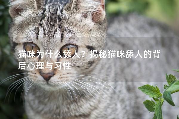貓咪為什么舔人？揭秘貓咪舔人的背后心理與習(xí)性