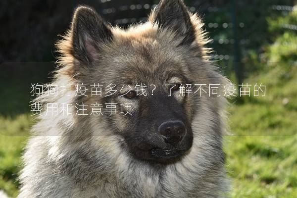狗狗打疫苗多少錢？了解不同疫苗的費用和注意事項