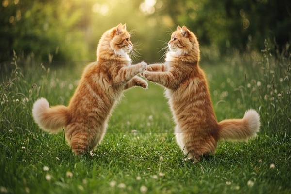 貓咪食欲不振的原因是什么?如何有效改善貓咪的飲食習(xí)慣? 貓咪食欲不振的原因是什么?如何有效改善貓咪的飲食習(xí)慣?