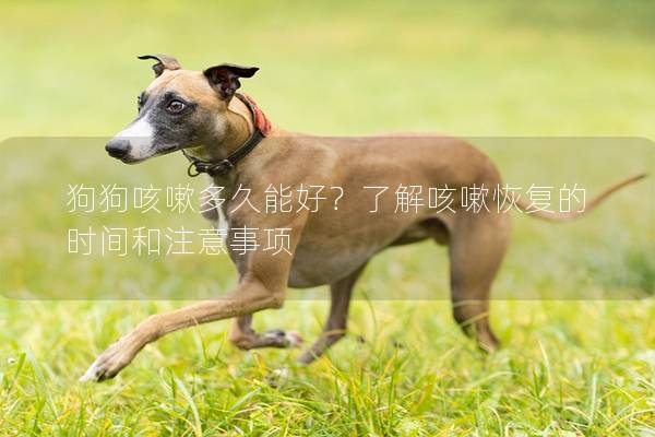 狗狗咳嗽多久能好？了解咳嗽恢復(fù)的時間和注意事項