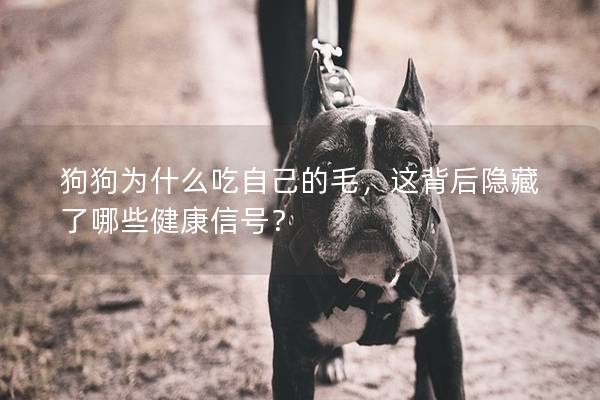 狗狗為什么吃自己的毛，這背后隱藏了哪些健康信號？