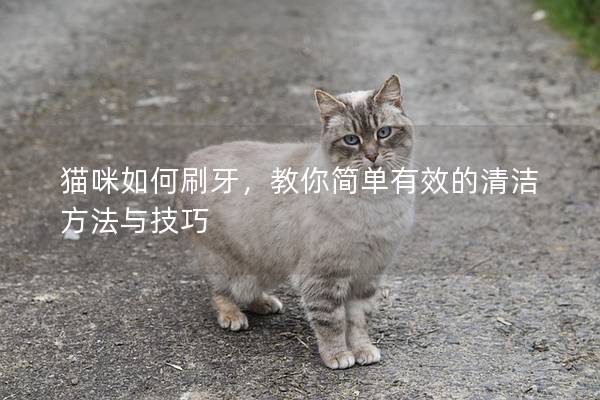 貓咪如何刷牙，教你簡單有效的清潔方法與技巧