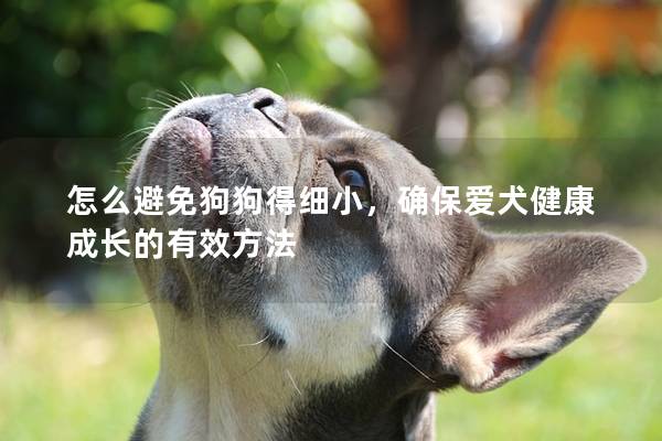 怎么避免狗狗得細小，確保愛犬健康成長的有效方法