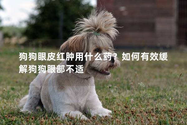 狗狗眼皮紅腫用什么藥？如何有效緩解狗狗眼部不適