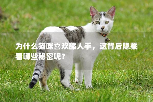 為什么貓咪喜歡舔人手，這背后隱藏著哪些秘密呢？