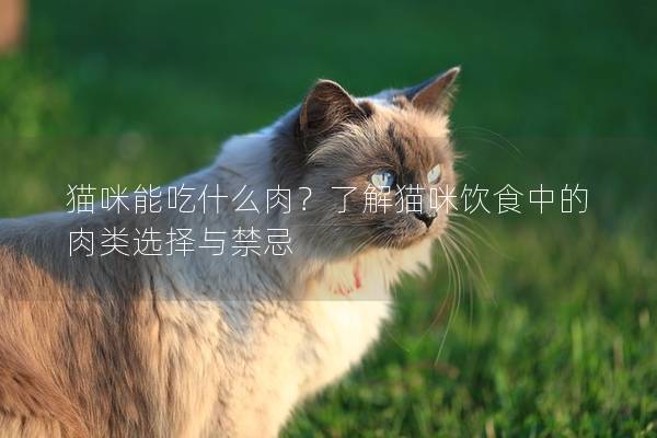 貓咪能吃什么肉？了解貓咪飲食中的肉類選擇與禁忌