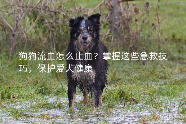 狗狗流血怎么止血？掌握這些急救技巧，保護愛犬健康