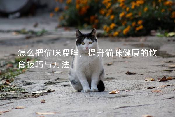 怎么把貓咪喂胖，提升貓咪健康的飲食技巧與方法