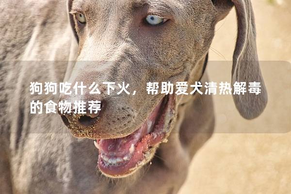 狗狗吃什么下火,幫助愛犬清熱解毒的食物推薦 狗狗吃什么下火,幫助愛犬清熱解毒的食物推薦
