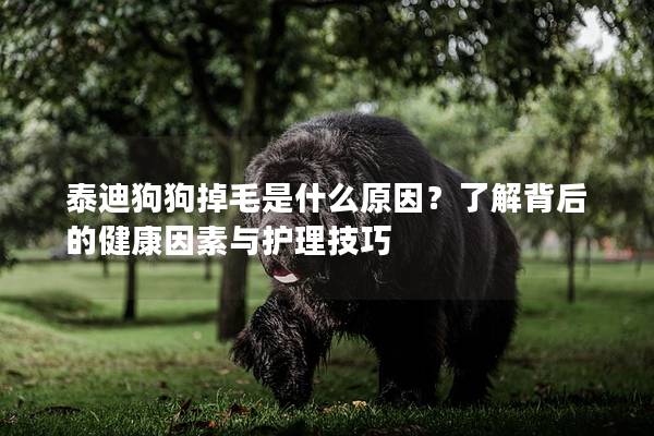 泰迪狗狗掉毛是什么原因？了解背后的健康因素與護理技巧