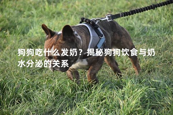 狗狗吃什么發奶？揭秘狗狗飲食與奶水分泌的關系