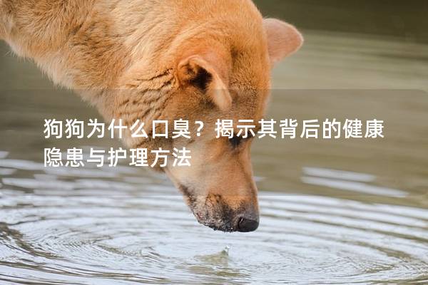 狗狗為什么口臭？揭示其背后的健康隱患與護理方法