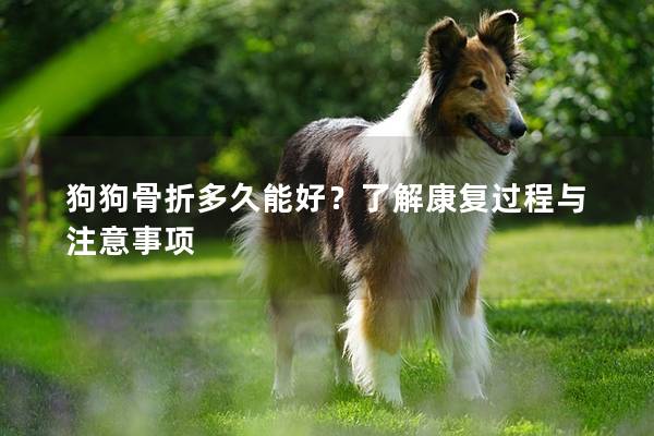狗狗骨折多久能好？了解康復過程與注意事項
