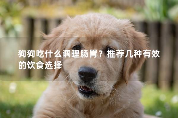 狗狗吃什么調理腸胃？推薦幾種有效的飲食選擇