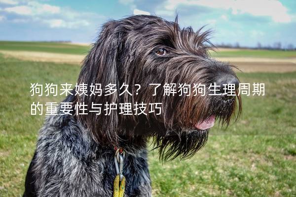 狗狗來姨媽多久？了解狗狗生理周期的重要性與護理技巧