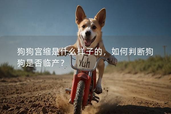 狗狗宮縮是什么樣子的，如何判斷狗狗是否臨產？