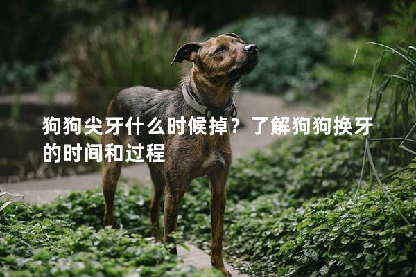 狗狗尖牙什么時候掉?了解狗狗換牙的時間和過程 狗狗尖牙什么時候掉?了解狗狗換牙的時間和過程