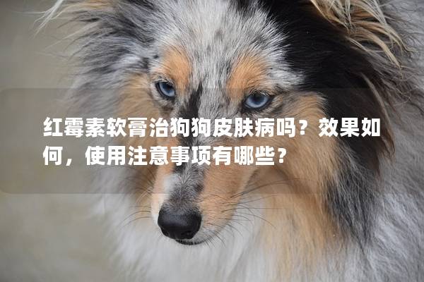 紅霉素軟膏治狗狗皮膚病嗎？效果如何，使用注意事項(xiàng)有哪些？
