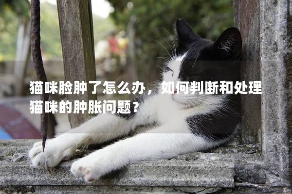 貓咪臉腫了怎么辦，如何判斷和處理貓咪的腫脹問題？