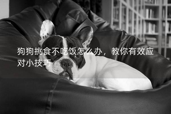 狗狗挑食不吃飯怎么辦，教你有效應對小技巧