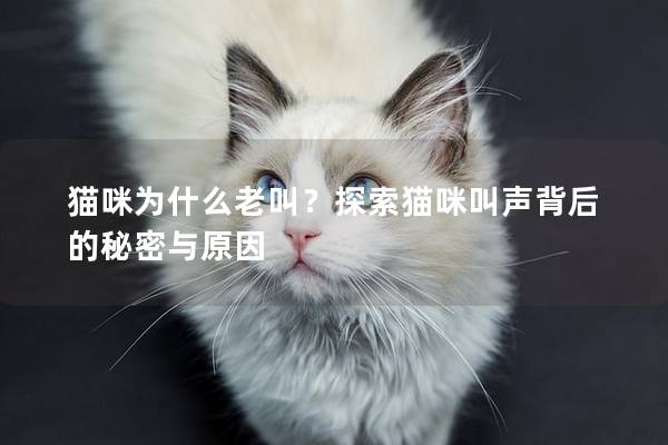 貓咪為什么老叫？探索貓咪叫聲背后的秘密與原因