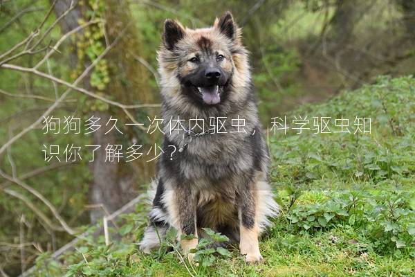 狗狗多久一次體內驅蟲，科學驅蟲知識你了解多少？